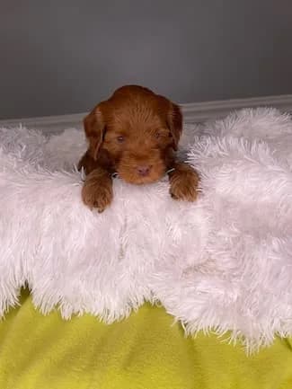 Ruby & Finn litter