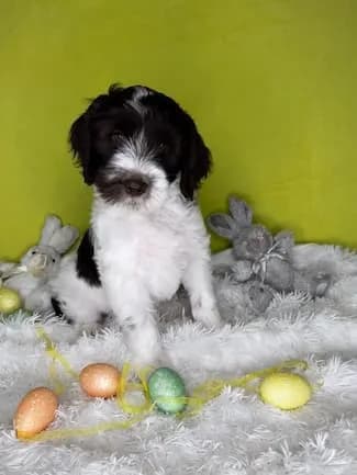 Sally & Murray litter