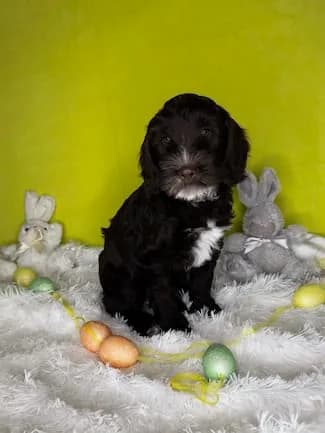 Sally & Murray litter