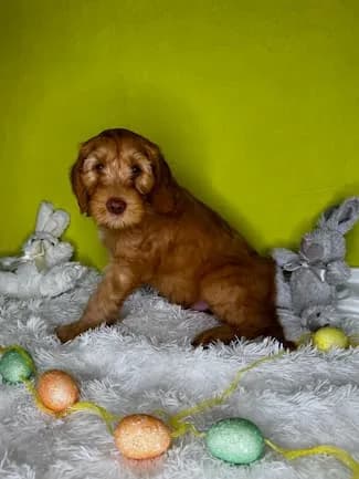 Sally & Murray litter