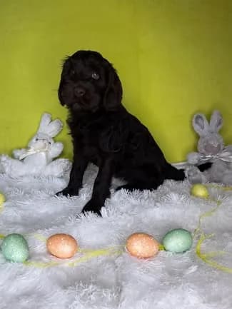 Sally & Murray litter
