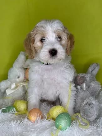 Sally & Murray litter