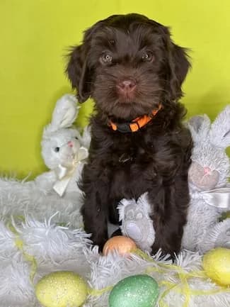Sally & Murray litter