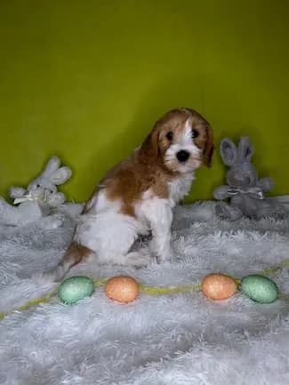 Sally & Murray litter