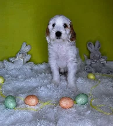 Sally & Murray litter