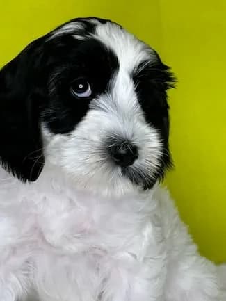 Sally & Murray litter