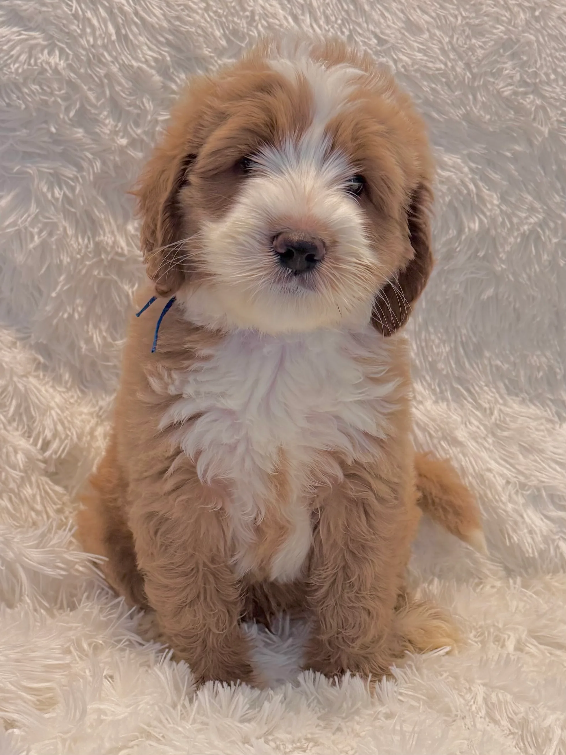 One of our Labradoodle puppies
